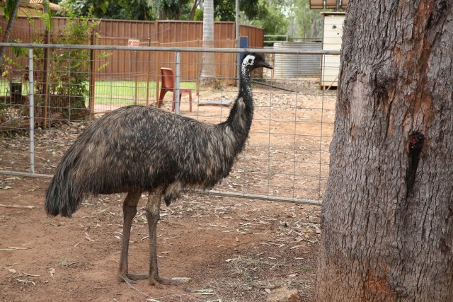 Emu, Cape York