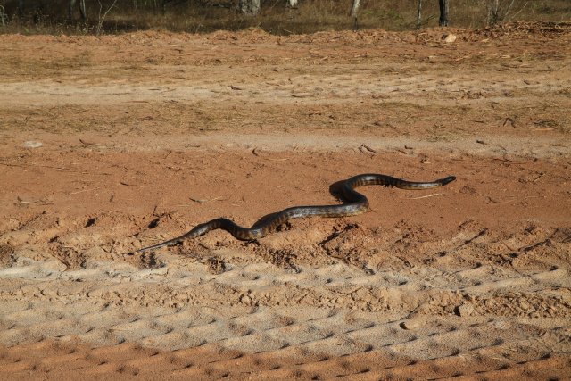 Schwarzkopfpython (Black-headed Python), Cape York