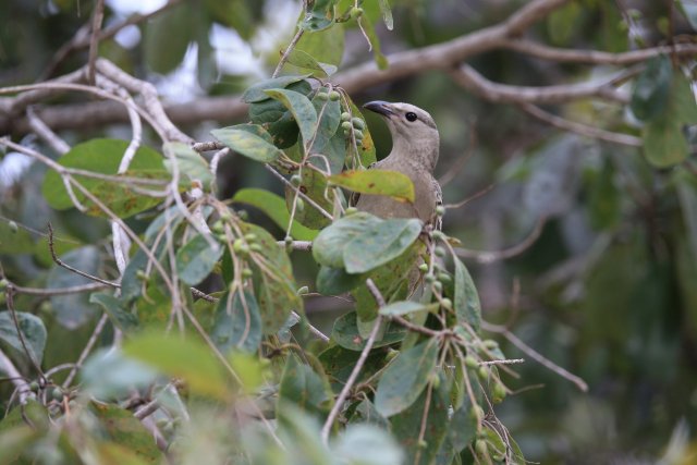 Graulaubenvogel (Great Bowerbird), Cape York