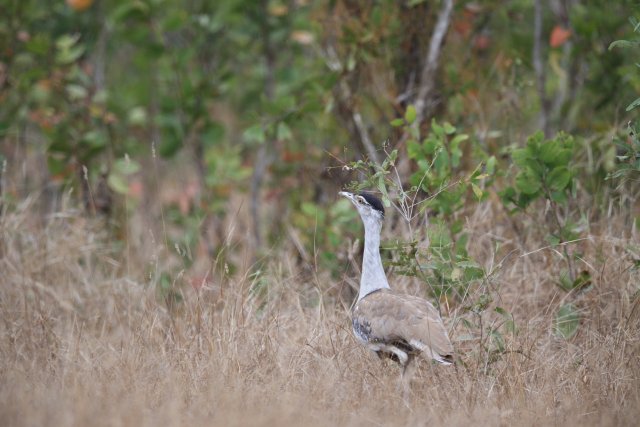 Wammentrappe (Australian Bustard), Cape York