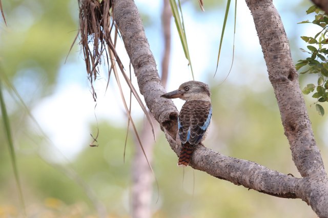 Haubenliest (Blue-winged Kookaburra), Cape York