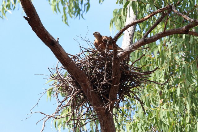 Fuchshabicht (Red Goshawk), Lakefield NP