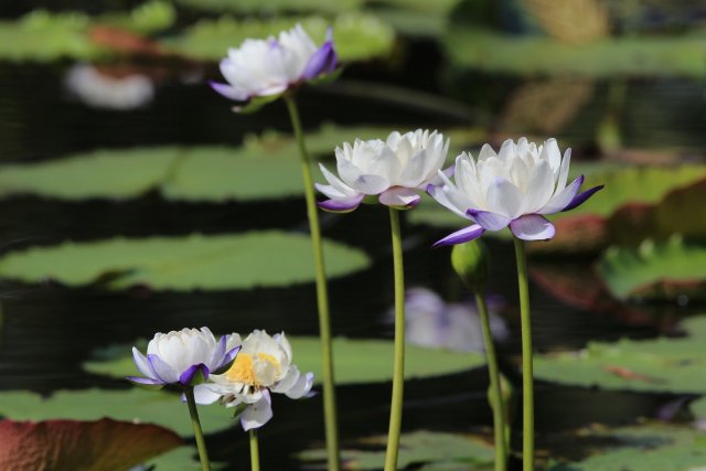 Seerosen, Lotus Bird Lodge