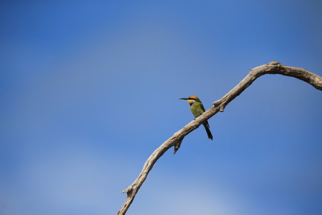 Regenbogenspint (Rainbow Bee-eater), Lotus Bird Lodge