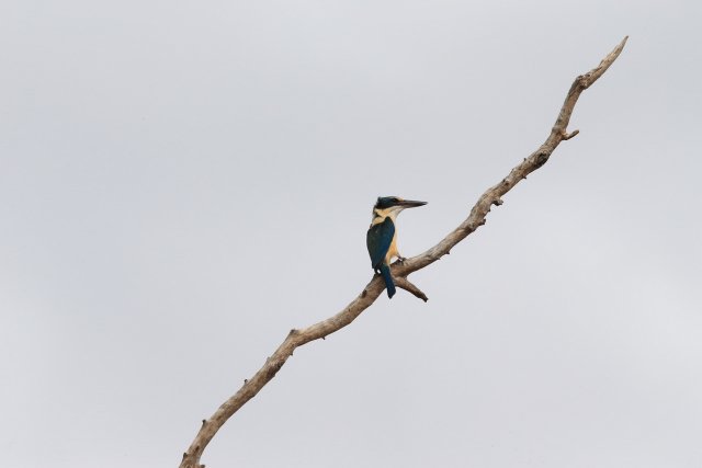 Götzenliest (Sacred Kingfisher), Lakefield NP