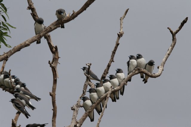 Weißbauch-Schwalbenstar (White-breasted Woodswallow), Lakefield NP