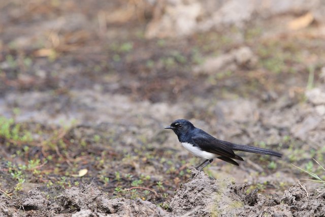 Gartenfächerschwanz (Willie Wagtail), Lakefield NP