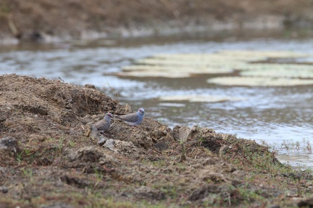 Diamanttaube (Diamond Dove), Lakefield NP