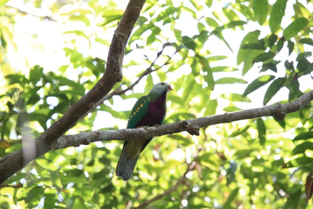 Wompu-Fruchttaube (Wompoo Fruit-Dove), Iron Range