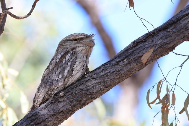 Eulenschwalm (Tawny Frogmouth), Cape York