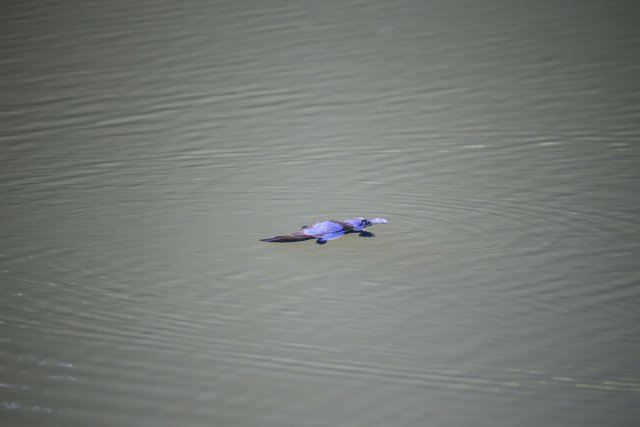Schnabeltier (Platypus), Tarzali Lakes