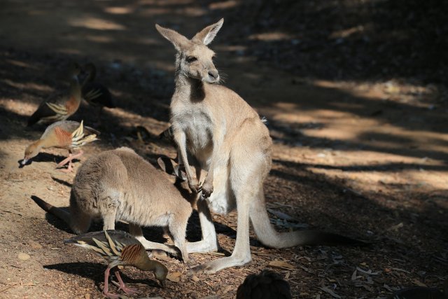 Östliches Graues Riesenkänguru (Eastern Grey Kangaroo), Billabong Sanctuary