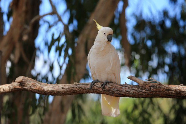 Gelbhaubenkakadu (Sulphur-crested Cockatoo), Billabong Sanctuary