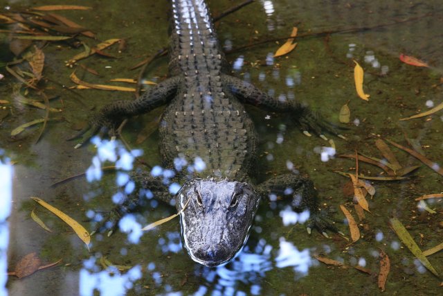 Alligator, Billabong Sanctuary