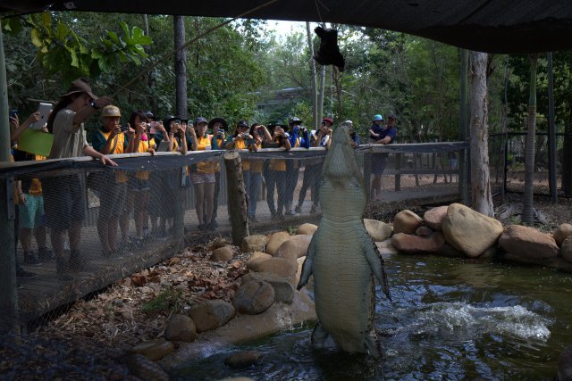 Krokodilfütterung, Billabong Sanctuary