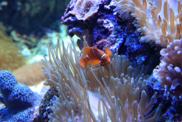 Anemonenfisch (Clownfish), Aquarium Townsville