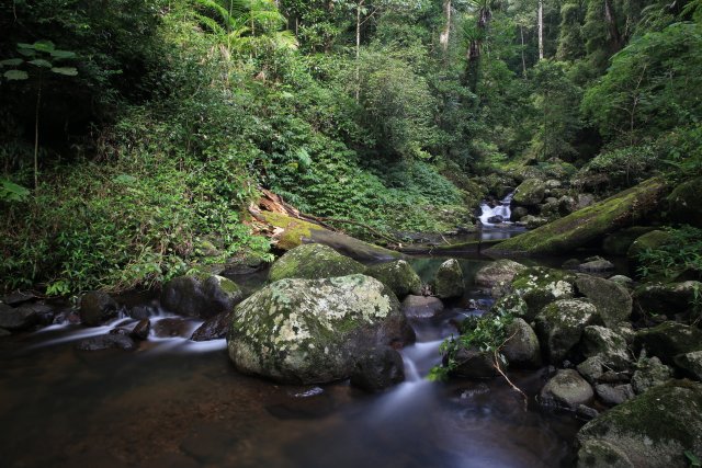 West Canungra Creek Circuit Trail, Lamington NP
