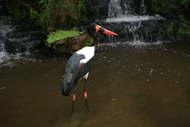 Sattelstorch (Saddle-bill Stork), Jurong Bird Park