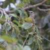 Graulaubenvogel (Great Bowerbird), Cape York