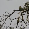 Goldschultersittiche (Golden-shouldered Parrots), Lakefield NP