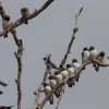 Weißbauch-Schwalbenstar (White-breasted Woodswallow), Lakefield NP