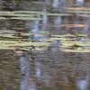 Grüne Zwergglanzente (Green Pigmy Goose), Lakefield NP
