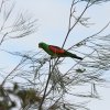 Rotflügelsittich (Red-winged Parrot), Lakefield NP