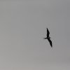 Bindenfregattvogel (Great Frigatebird), Iron Range