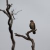 Habichtfalke (Brown Falcon), Iron Range