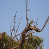 Haubenliest (Blue-winged Kookaburra), Iron Range