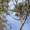 Gelbschnabelliest (Yellow-billed Kingfisher), Iron Range