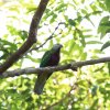 Wompu-Fruchttaube (Wompoo Fruit-Dove), Iron Range