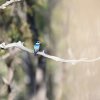 Spiegelliest (Forest Kingfisher), Cape York