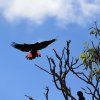 Rotschwanz-Rabenkakadu (Red-tailed Black-Cockatoo), Mareeba