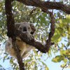 Koala, Magnetic Island