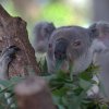 Koala, Billabong Sanctuary