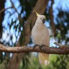 Gelbhaubenkakadu (Sulphur-crested Cockatoo), Billabong Sanctuary