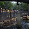 Krokodilfütterung, Billabong Sanctuary