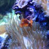 Anemonenfisch (Clownfish), Aquarium Townsville