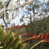 Speerblumen (Giant Spear Lilies), Main Range NP