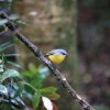 Goldbauchschnäpper (Yellow Eastern Robin), Lamington NP