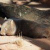 Wombat, Wildlife Sydney Zoo