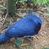 Fächertaube (Victoria Crowned Pigeon), Jurong Bird Park