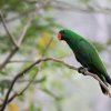 Edelpapagei (Eclectus Parrot), Jurong Bird Park