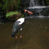 Sattelstorch (Saddle-bill Stork), Jurong Bird Park
