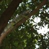 Grüner Leguan (Green Iguana), Jurong Bird Park