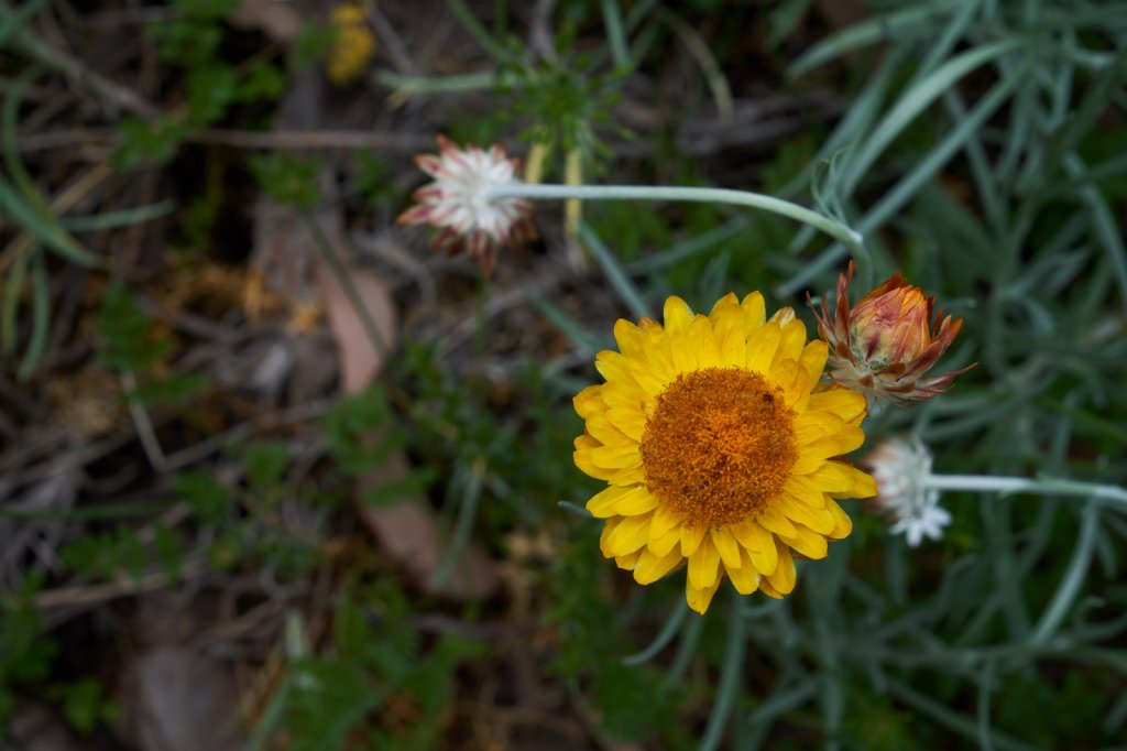 Wildblumen Mount McLeod Track, Mount Buffalo NP