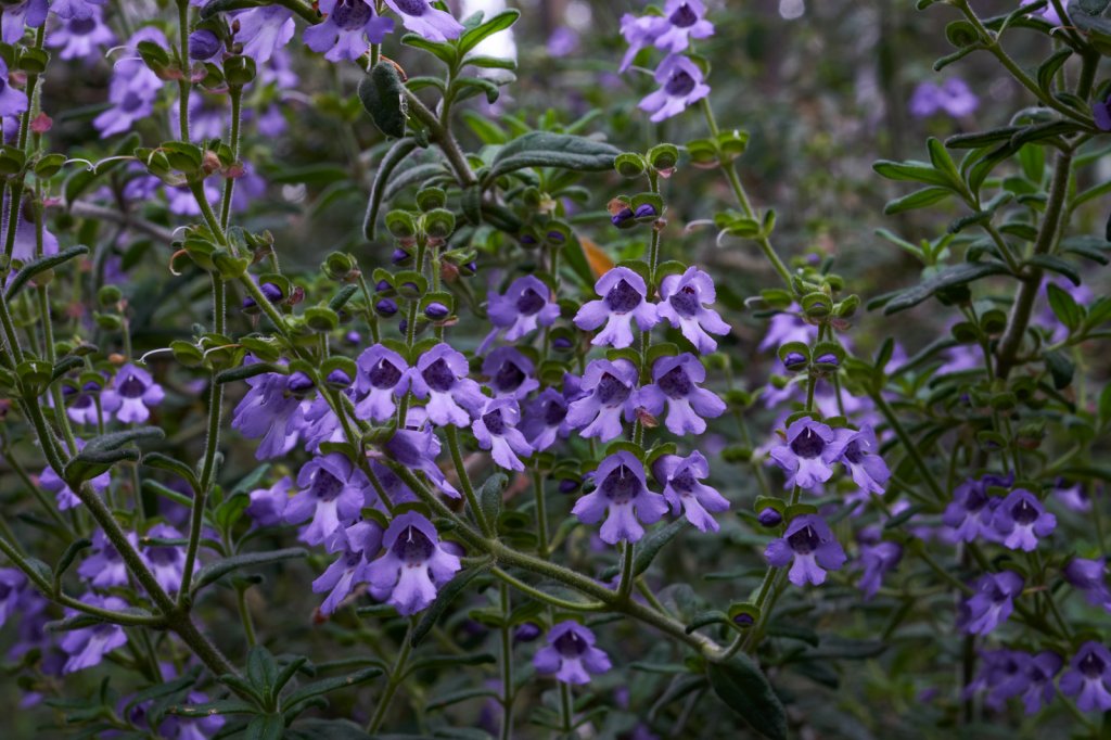 Wildblumen Mount McLeod Track, Mount Buffalo NP
