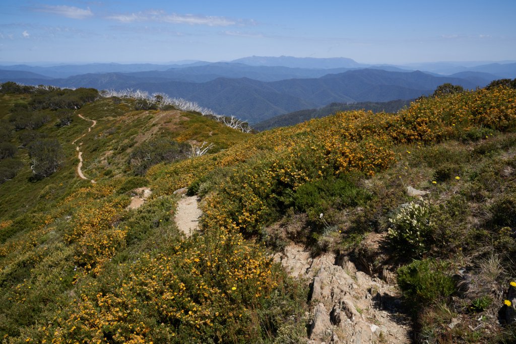 Mount Feathertop Track, Alpine NP