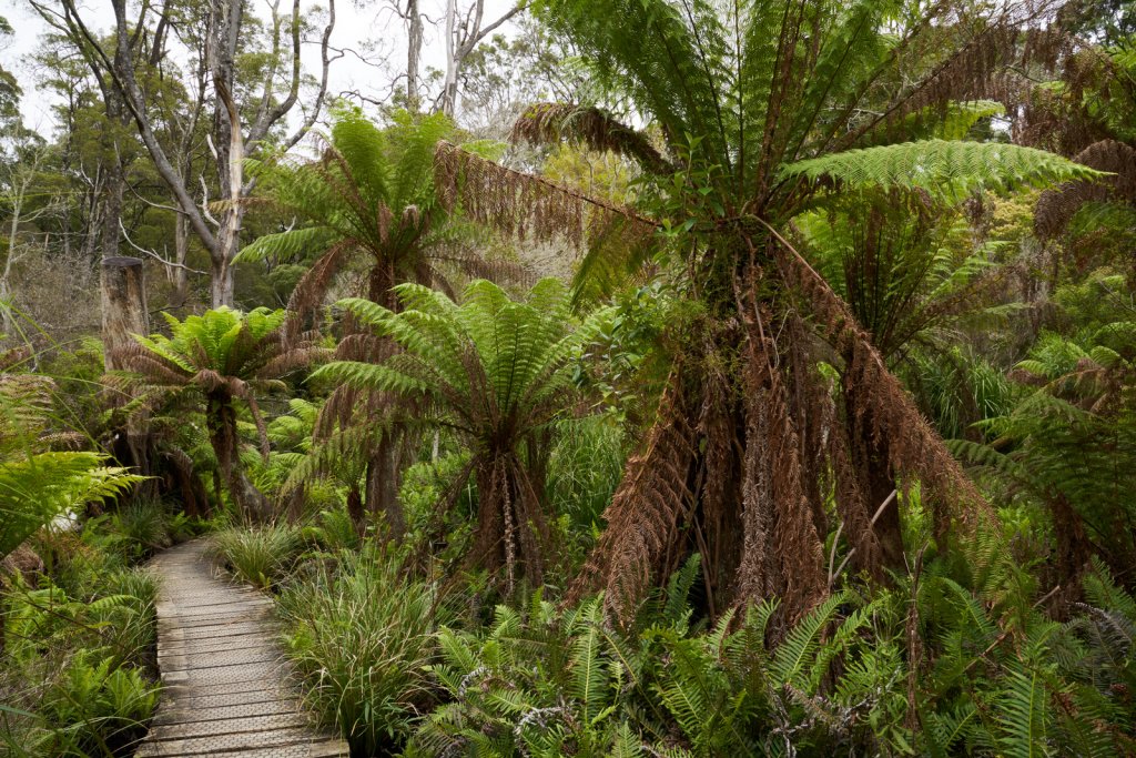Southern Circuit Track, Wilsons Promontory NP